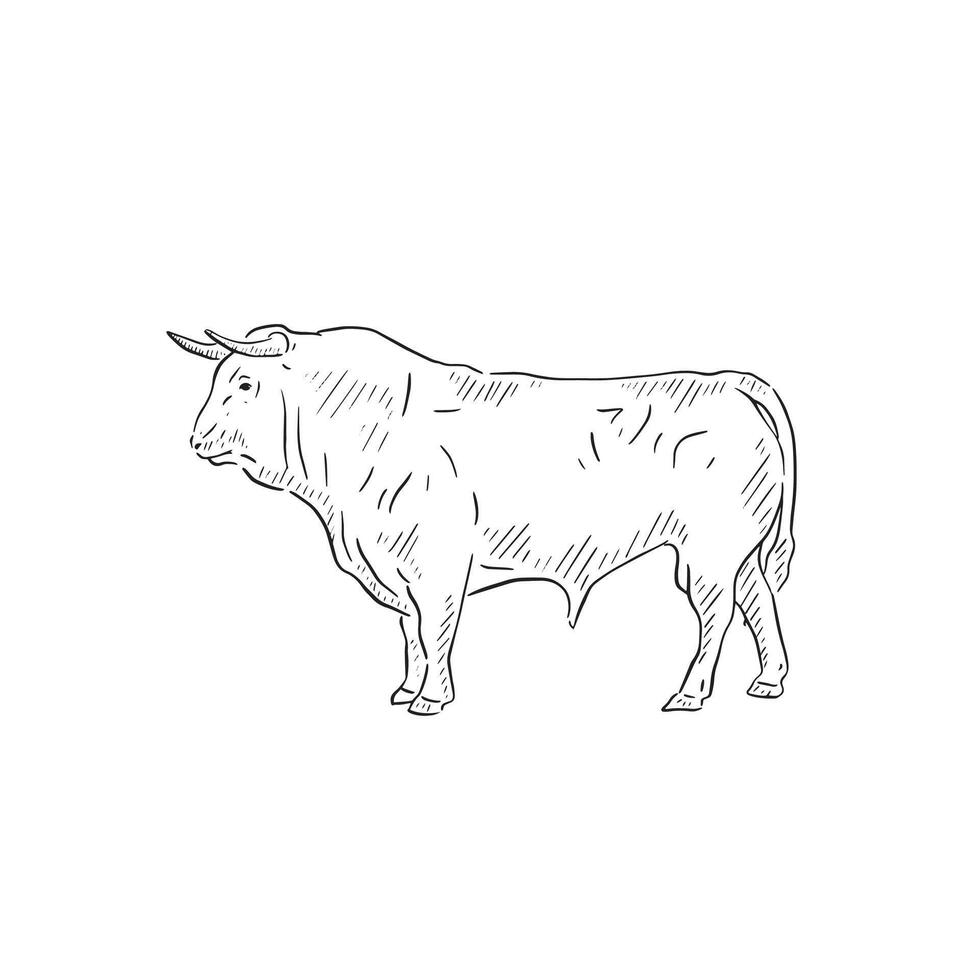 A line drawn side profile of a bull. Farm animal in black and white sketchy style vector