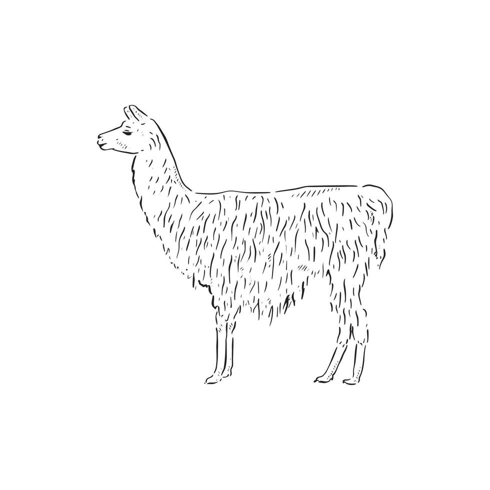 A line drawn illustration of a shaggy llama, a popular farm animal and pet for those with plenty of land vector