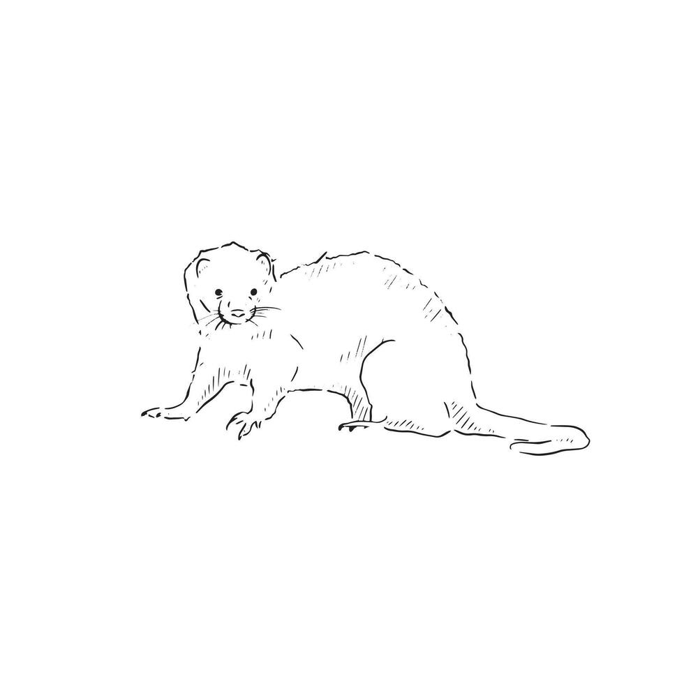 A line drawn illustration of a black and white ferret. A cute drawing that can be used on invitations, signs, adverts, logos and so much more. vector