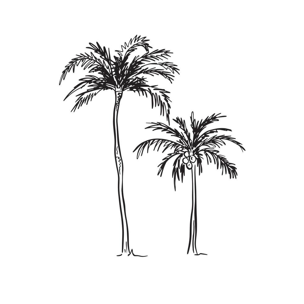 A line drawn illustration of two individual file palm trees in a sketchy style. Black and white sketch vector