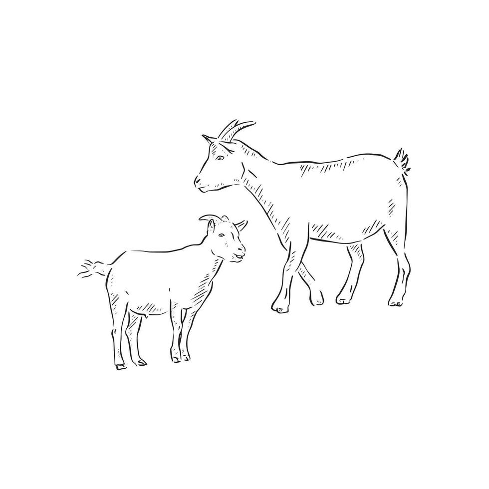 A line drawn illustration of a baby goat and adult goat. Each animal is an individual eps and can be used separately. vector