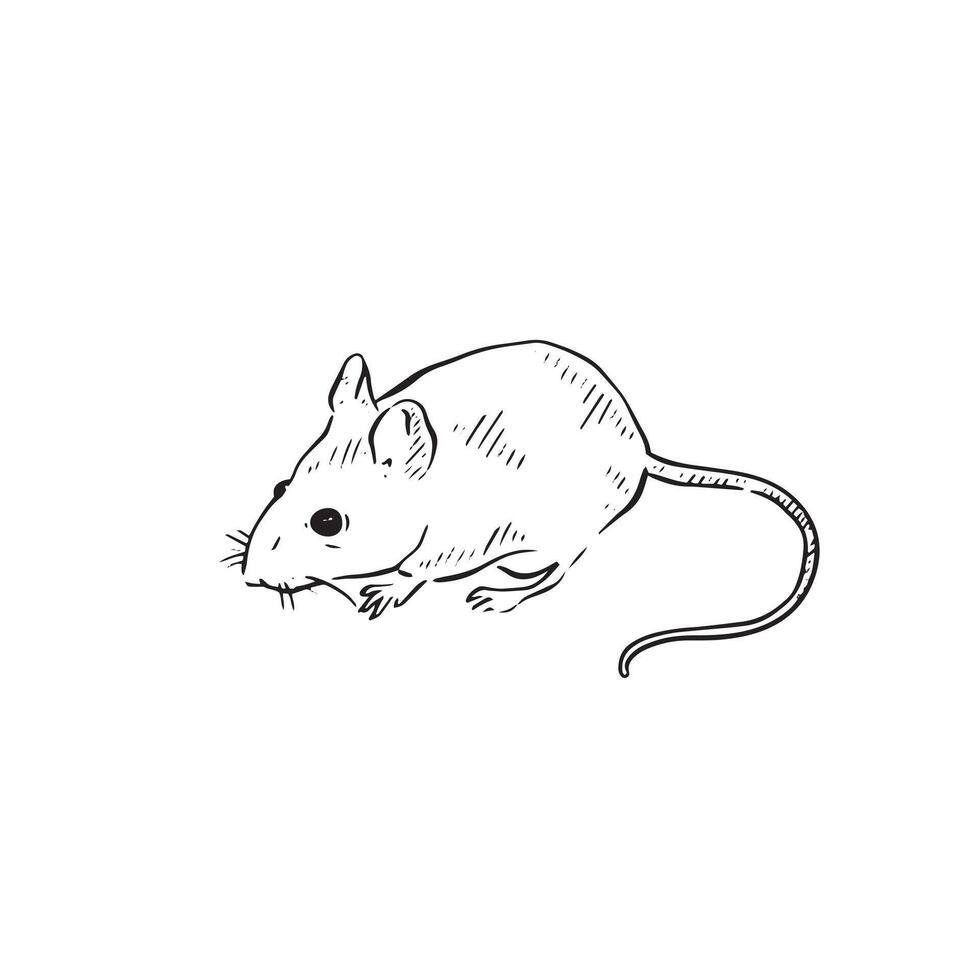 A line drawn illustration of a mouse in black and white sketch style vector