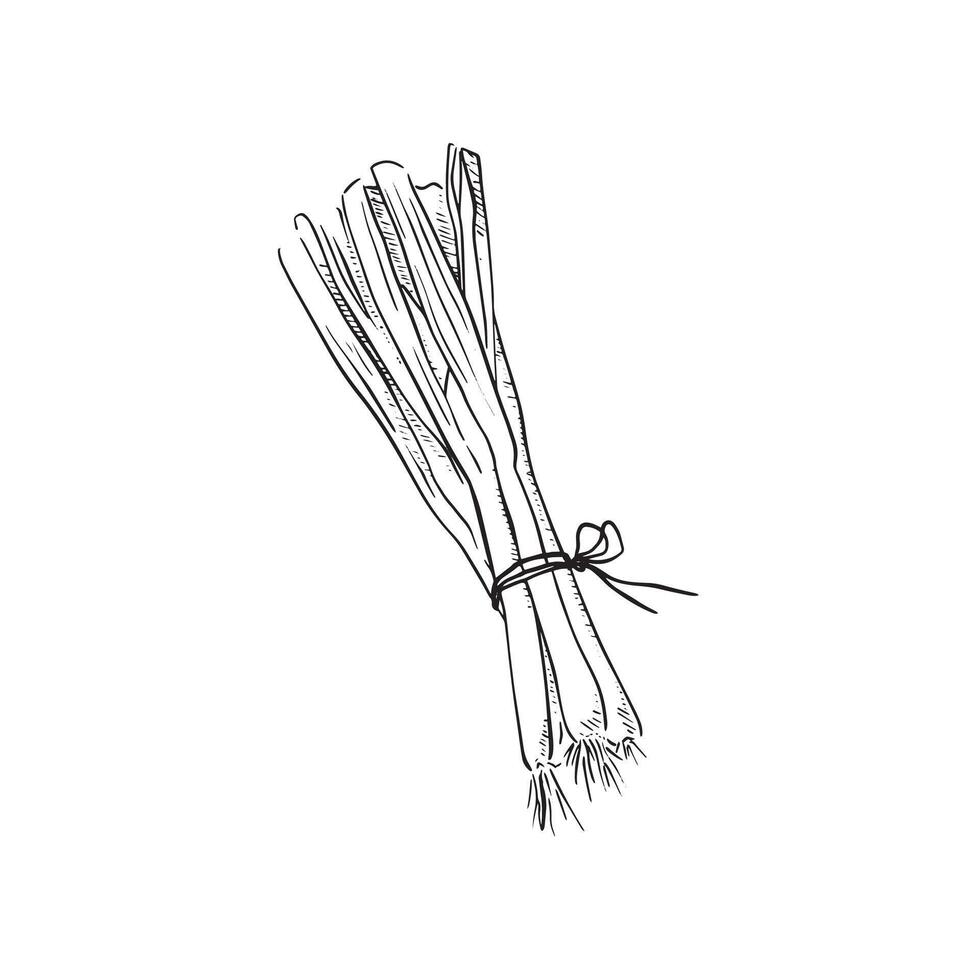 A line drawn sketch of a simple bundle of scallions in black and whitePrint vector