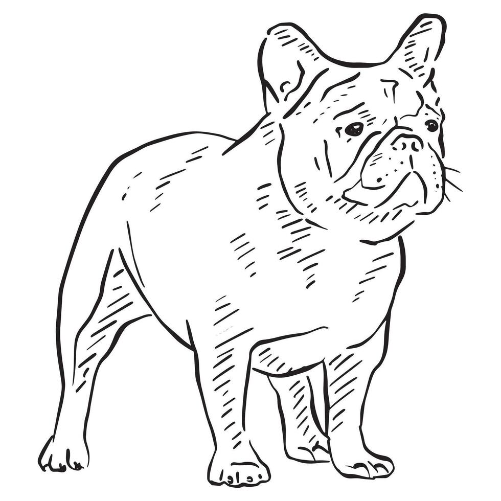 A bulldog drawing in a sketchy style, hand drawn and recreated digitally vector