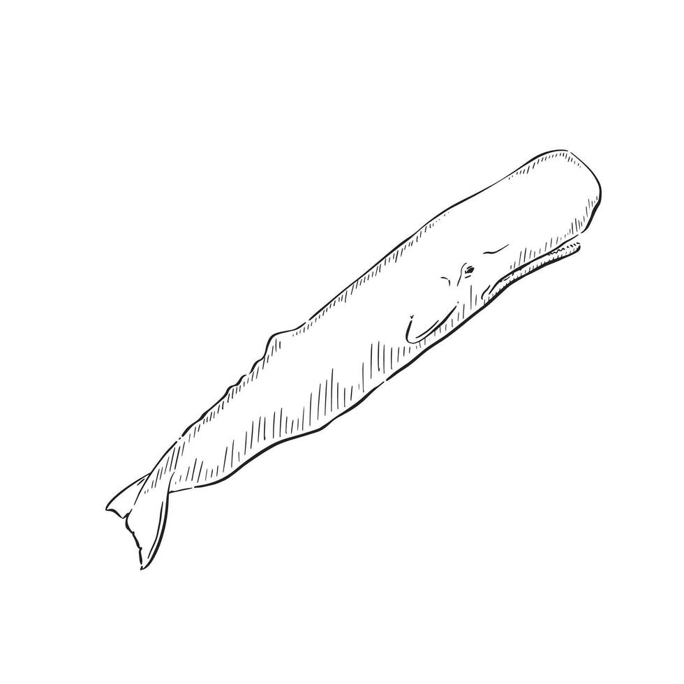 A line drawn sperm whale. Hand drawn and shaded with lines. Black and white vector