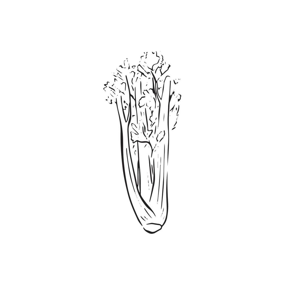 A line drawn sketch of celery in black and white vector