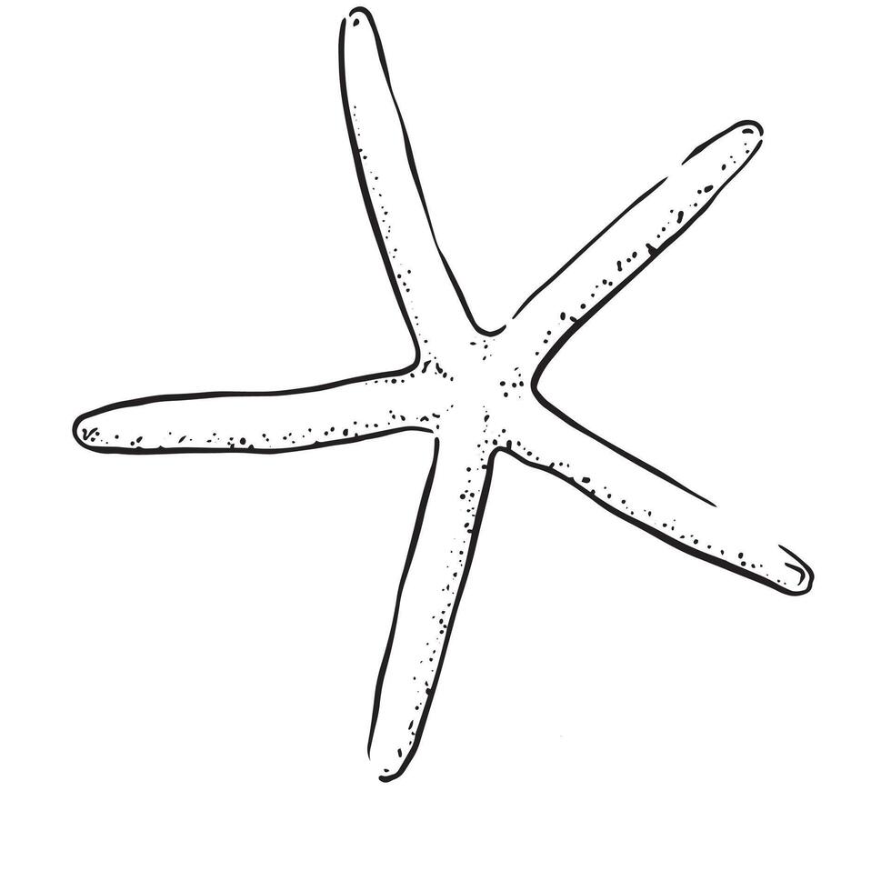 A line drawn illustration of a thin starfish. Black and white hand drawn sketch with subtle dotted shading in black and white. vector