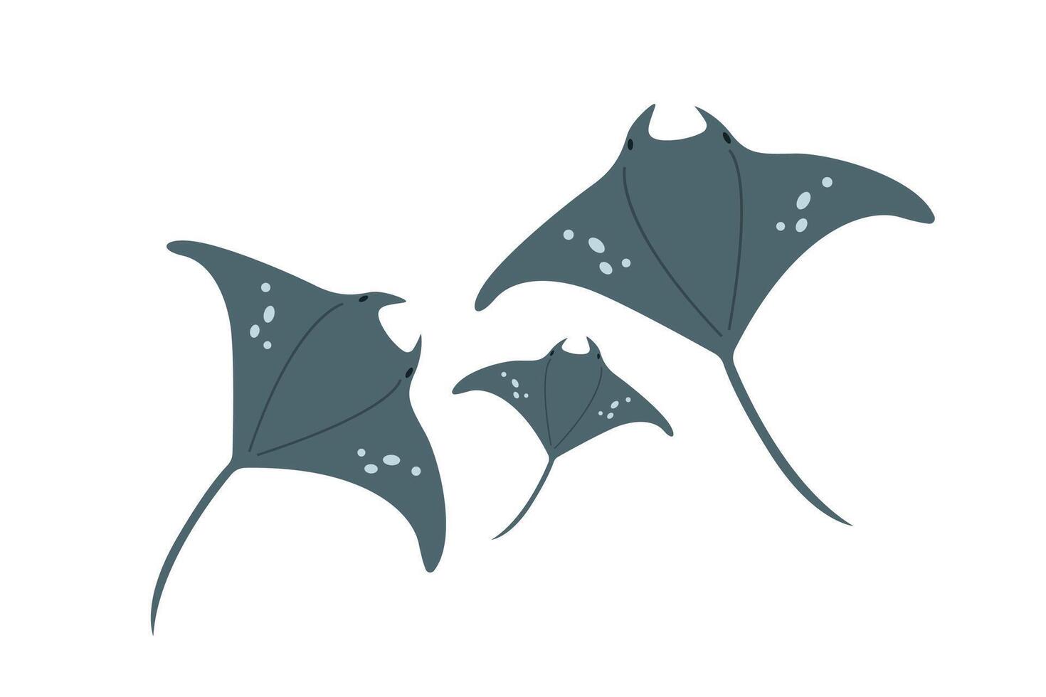 flat illustration isolated on white background, sea animals illustration, flat stingray family, flat stingray with a baby vector