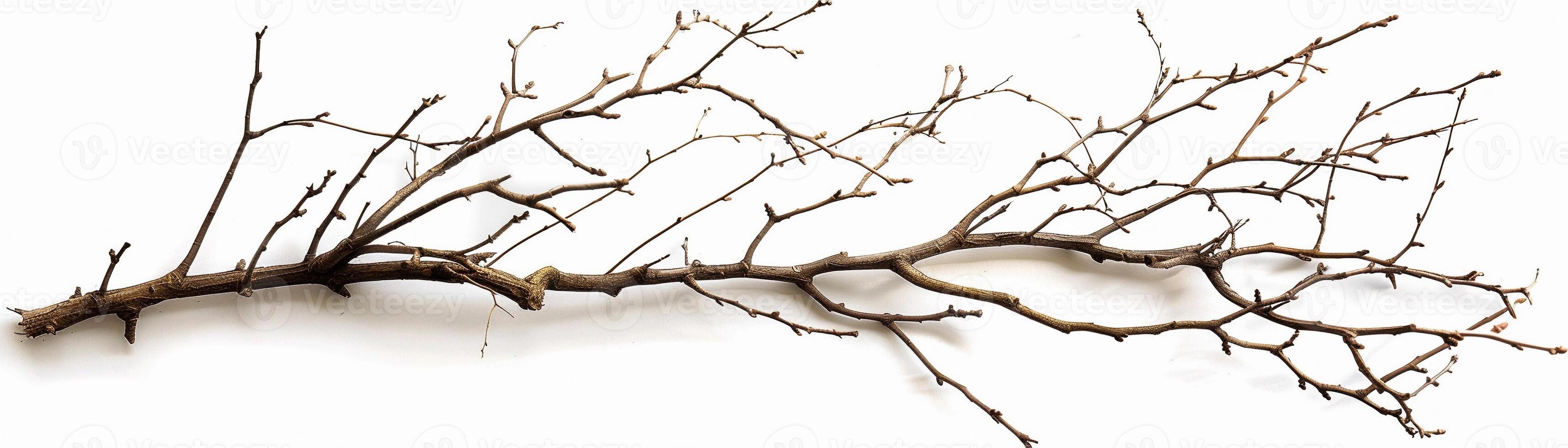 Dry branches, isolated on white background photo