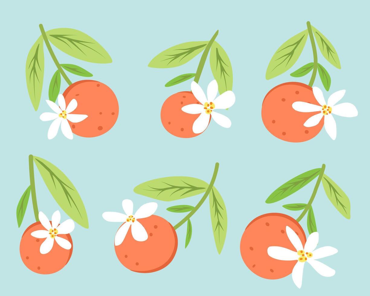 flowers of orange, branches with orange fruit and leaves. Illustration for printing, backgrounds and packaging. Image can be used for cards, posters and textile. Isolated on white background. vector