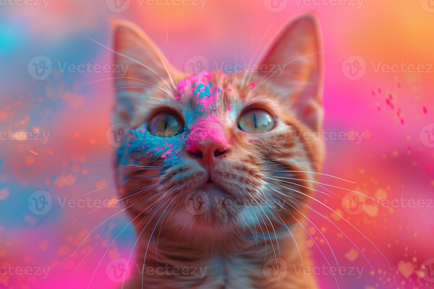 A close-up view of a cat with striking blue eyes, Holi Festival of Colors photo