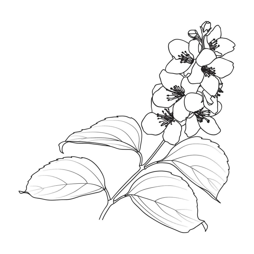 Spring Blooming Jasmine Flower Outline vector