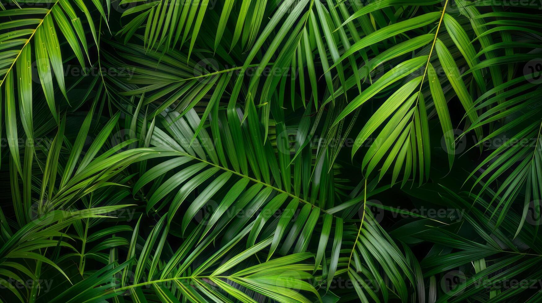 Palm leaves background. photo
