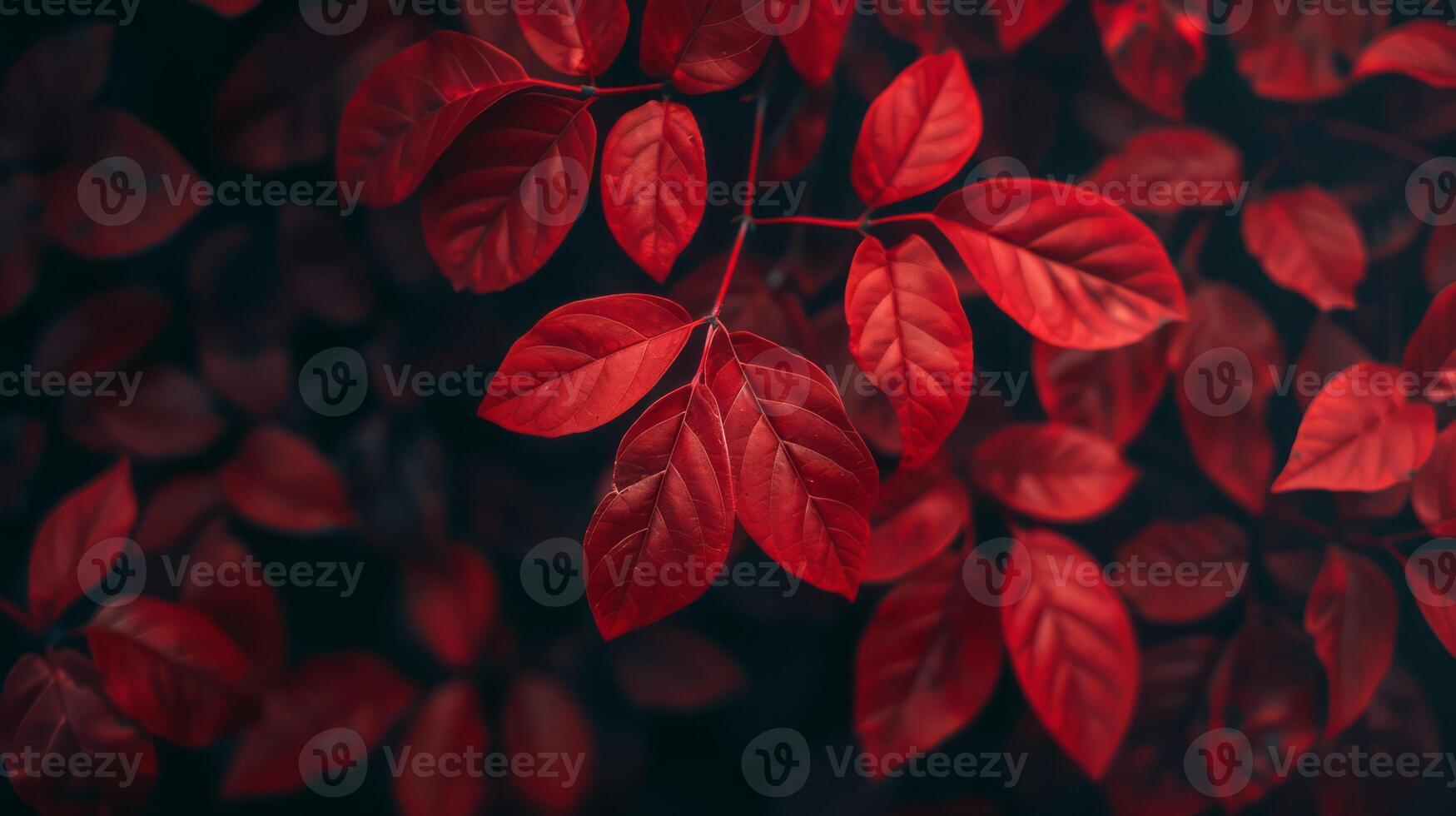 Vibrant Red Autumn Leaves Close Up on Dark Background with Soft Focus Background Detail. photo