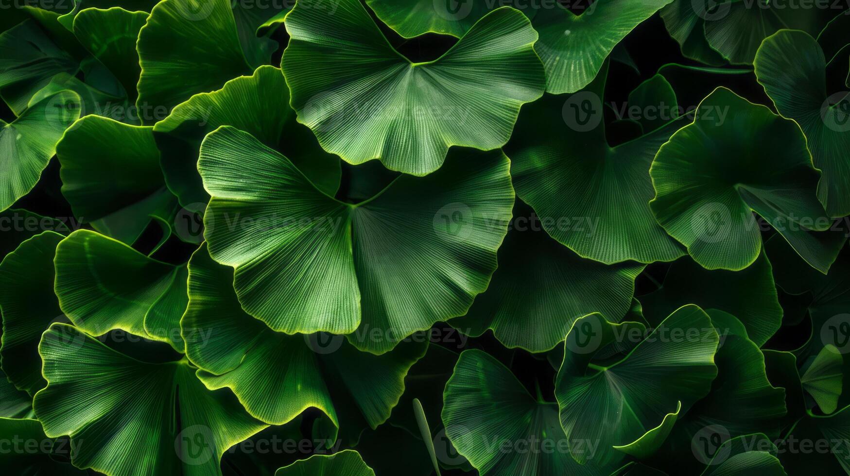 This close-up shot showcases the vibrant green leaves of a Ginkgo Biloba tree photo