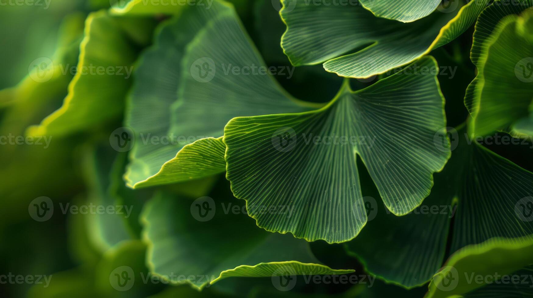 This close-up shot showcases the vibrant green leaves of a Ginkgo Biloba tree photo