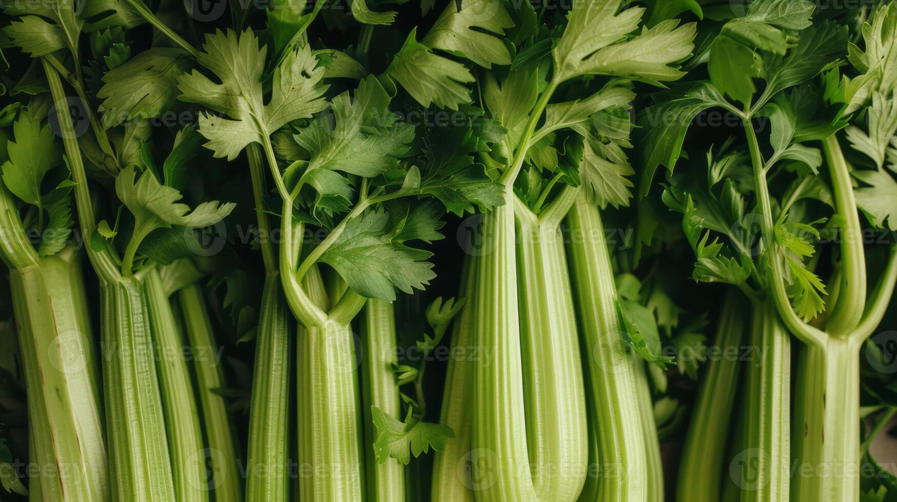 Celery leaves in tamil hot sale