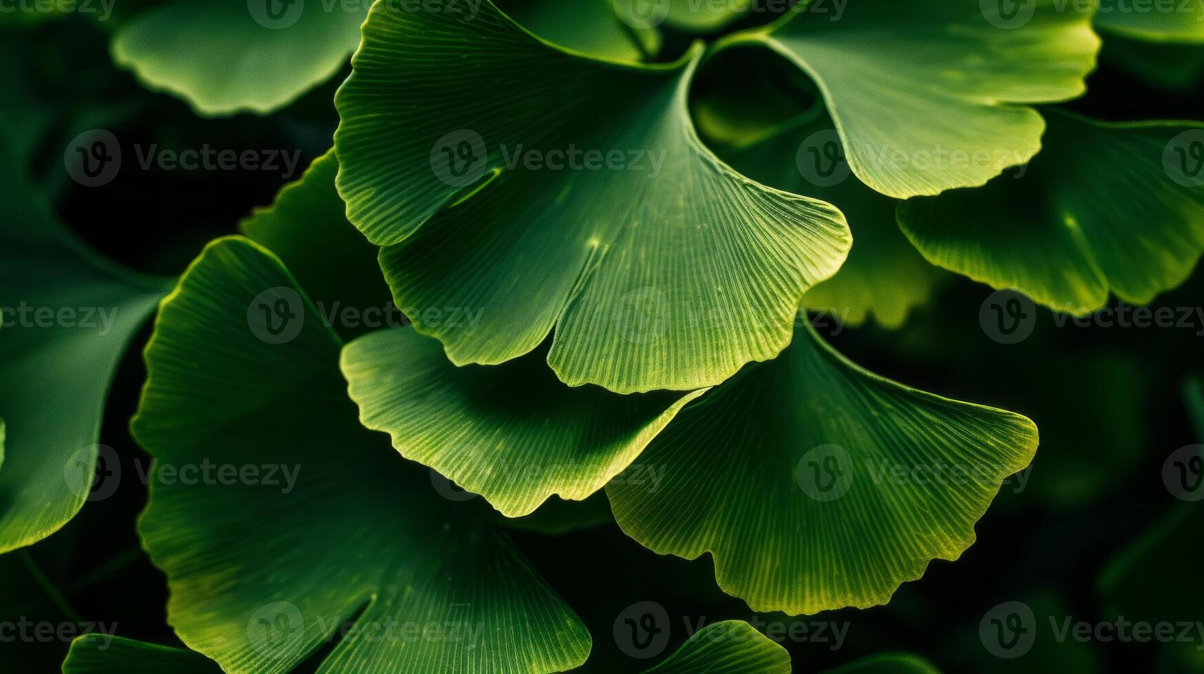 This close-up shot showcases the vibrant green leaves of a Ginkgo Biloba tree photo