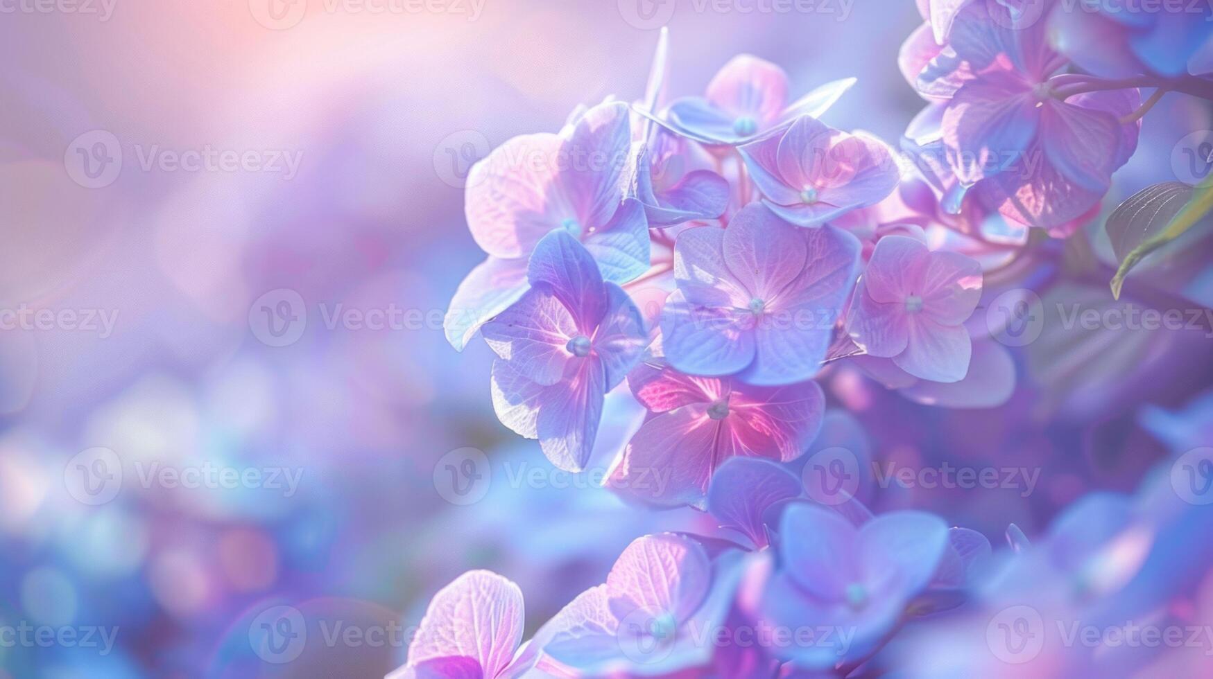 Close up of light purple lacecap hydrangea flowers wallpaper background photo