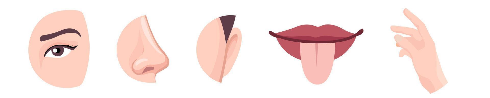 Sense organs set. Eyes and nose for sight and smell vector