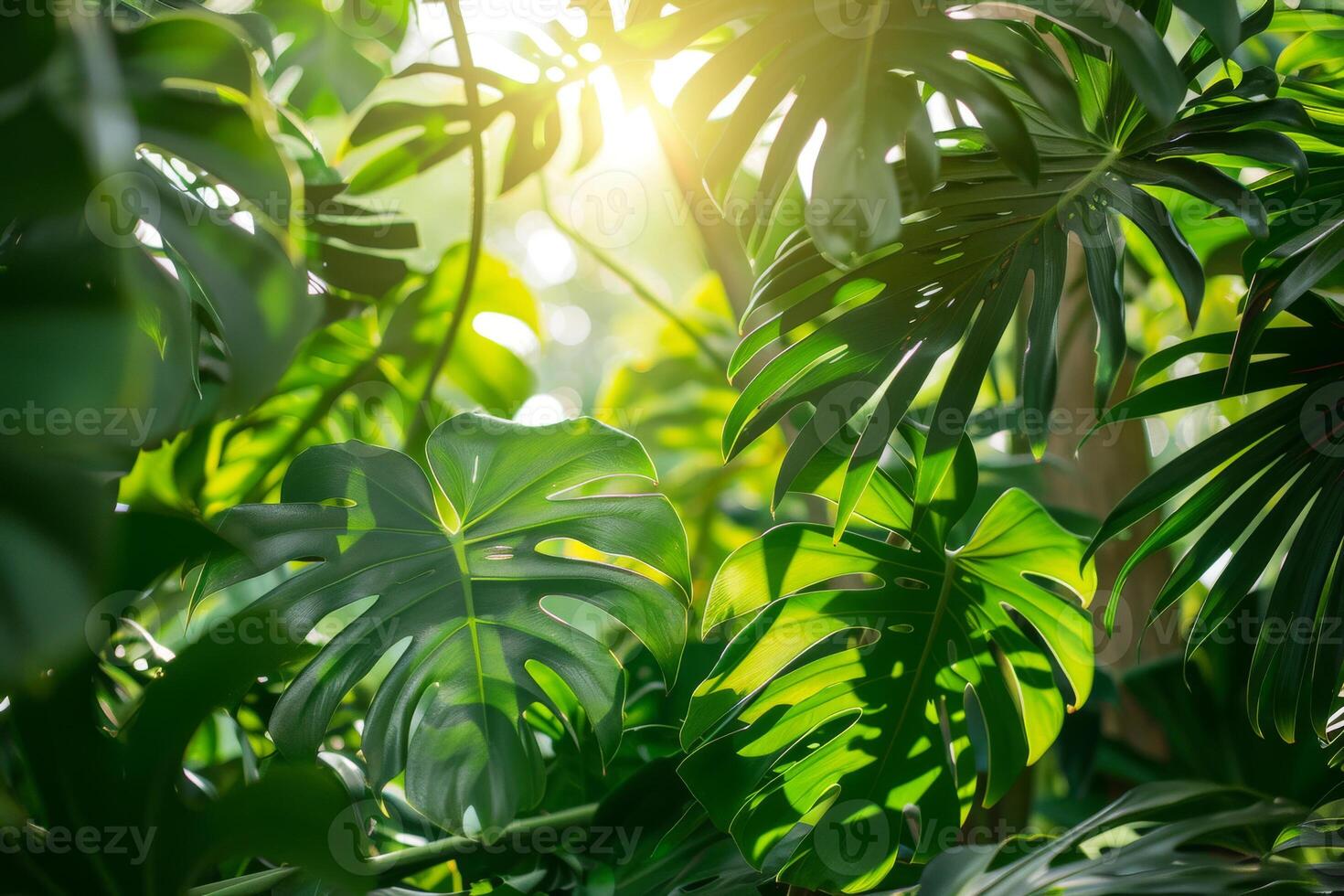 A lush green forest with leaves that are large and leafy photo