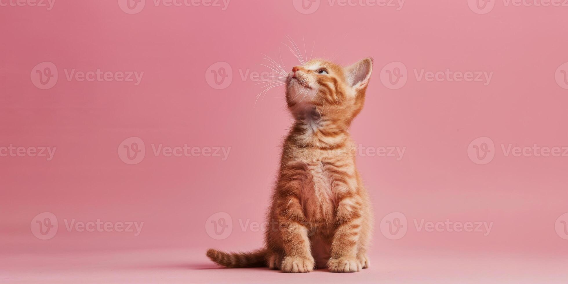 Small Ginger Tabby Kitten Sitting Against Pink Background photo