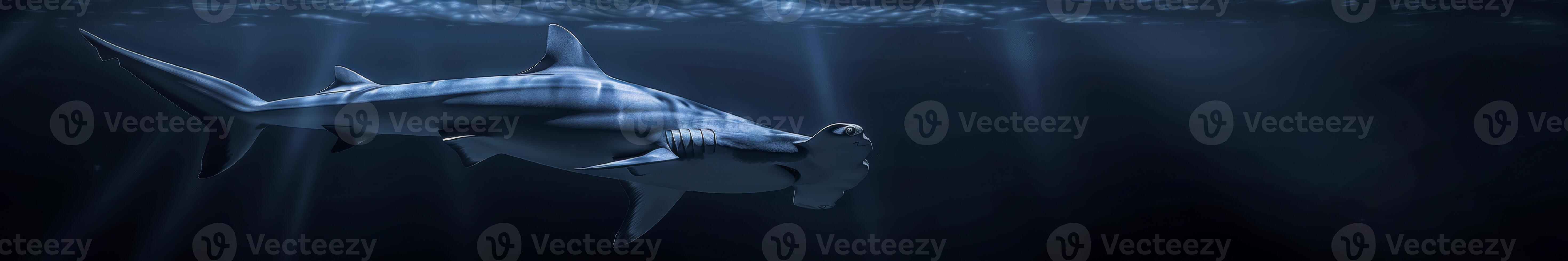 Solitary Hammerhead Shark in the Midnight Blue Ocean Depths photo