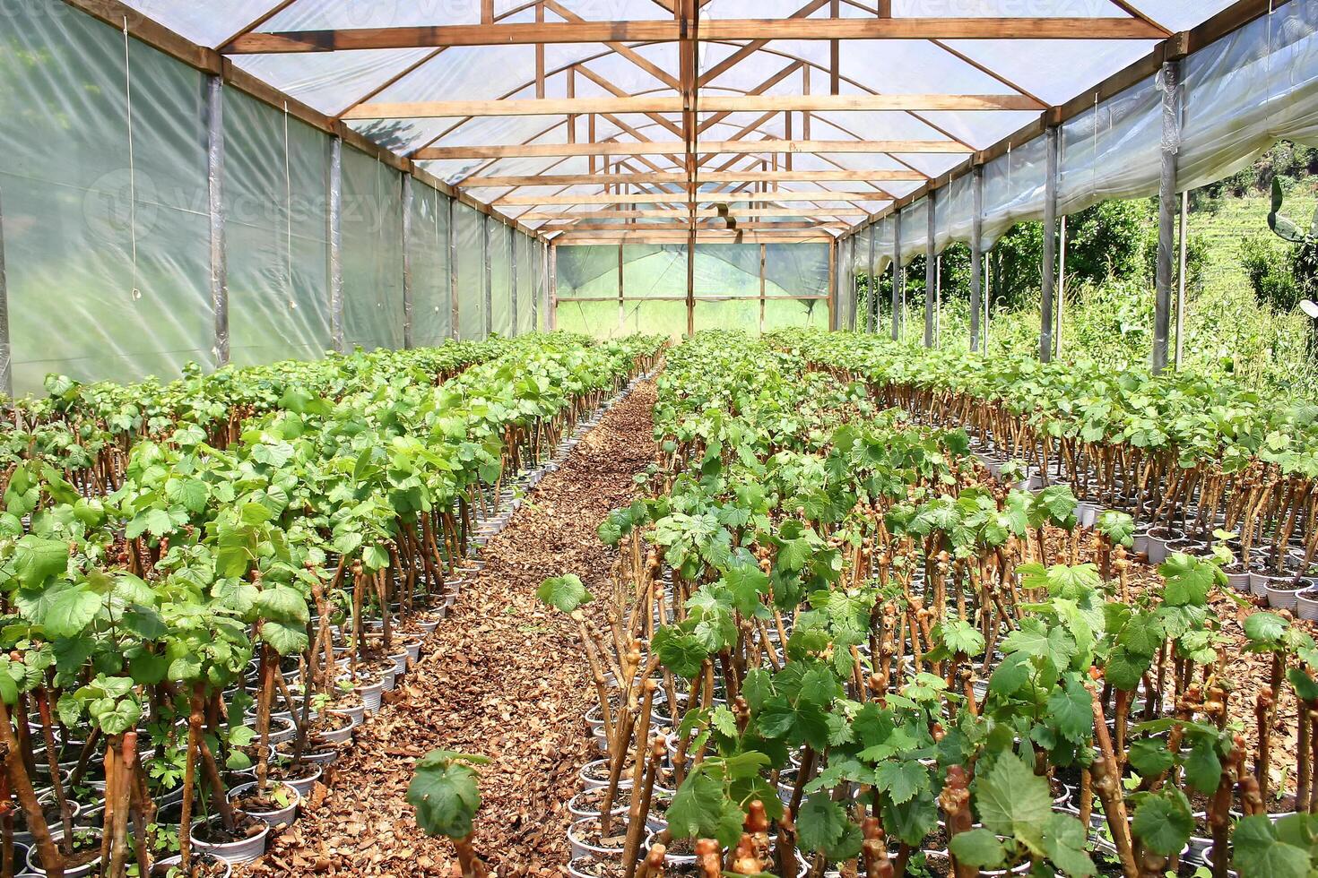 Landscapes and details of beautiful vineyard in southern Brazil photo