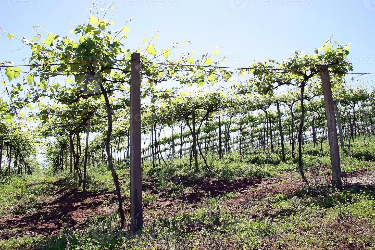 Landscapes and details of beautiful vineyard in southern Brazil photo
