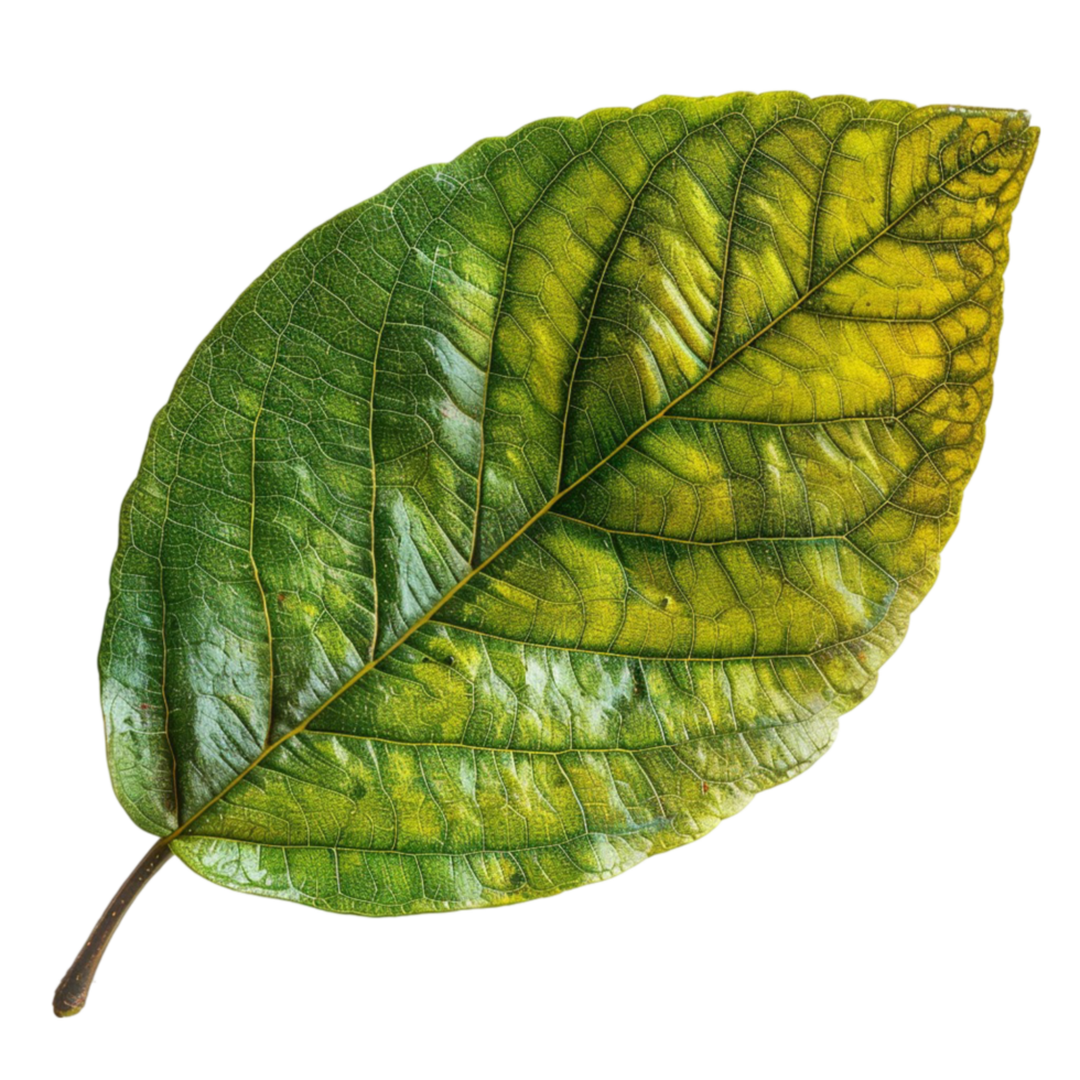 Autumn's Palette Understanding the Science Behind Changing Leaves png