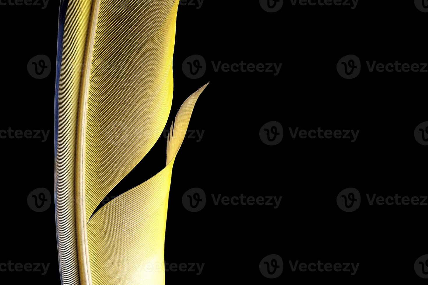 colorful bird feathers on black background photo