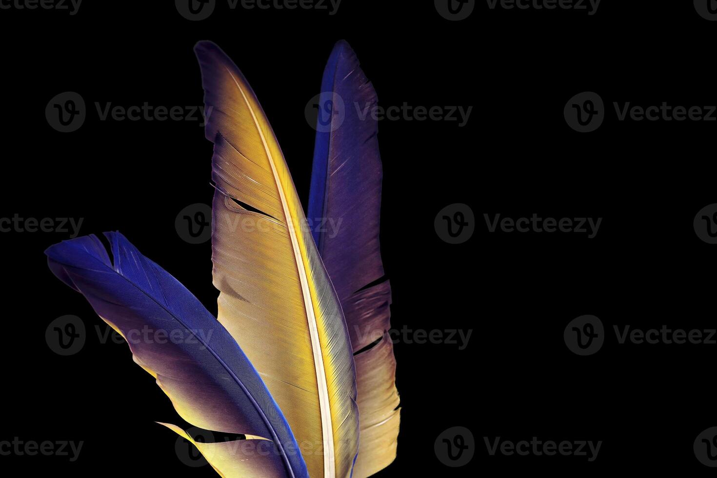 colorful bird feathers on black background photo