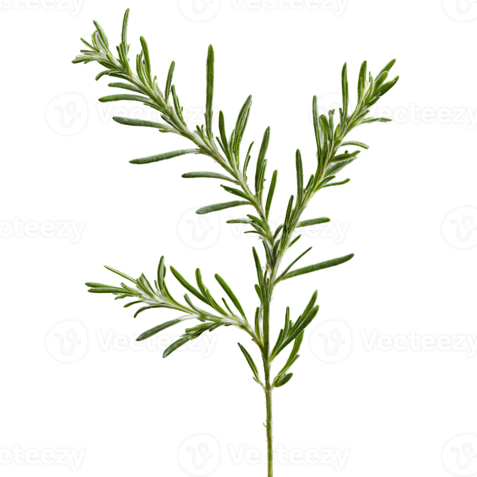 Rosemary sprigs spinning in a spiral of fragrant mist Salvia rosmarinus Food and Culinary concept png
