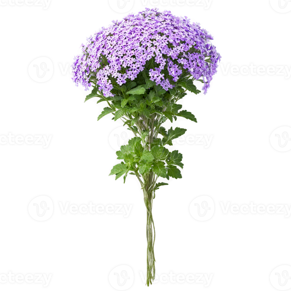 Verbena clusters of small purple and white flowers on trailing stems in a hanging basket png