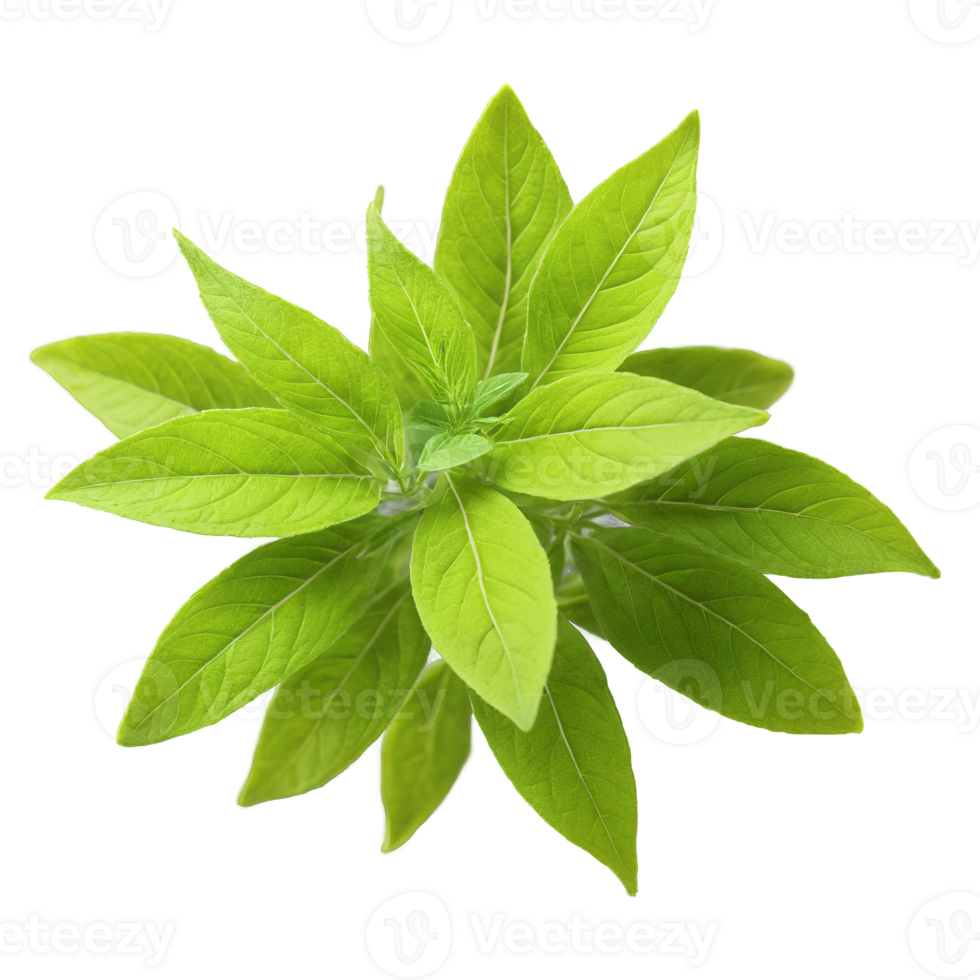 Lemon verbena leaves swirling in a bright fragrant vortex Aloysia citrodora Food and Culinary concept png