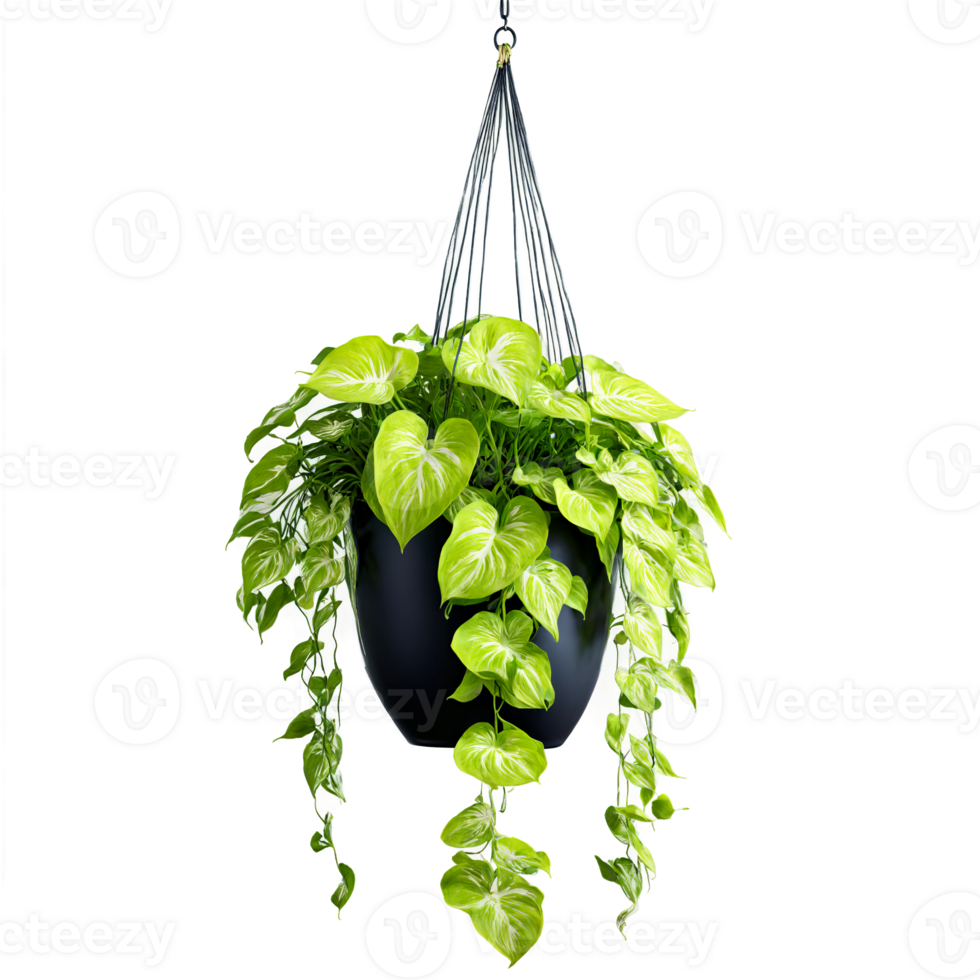 Pothos Neon trailing plant with bright chartreuse leaves in a modern black ceramic hanging planter png