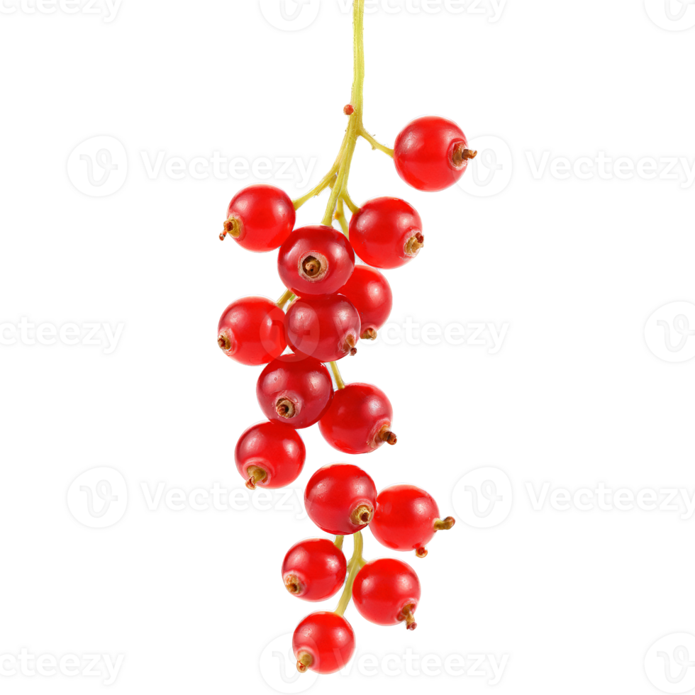 Tangy red currants hanging in clusters stems twirling berries glistening Ribes rubrum Food and Culinary png