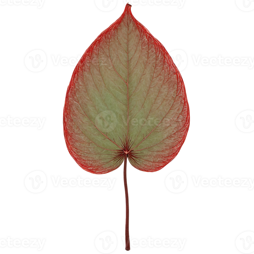 Dogwood Leaf oval red leaf with smooth edges and prominent veins curling at the tip png