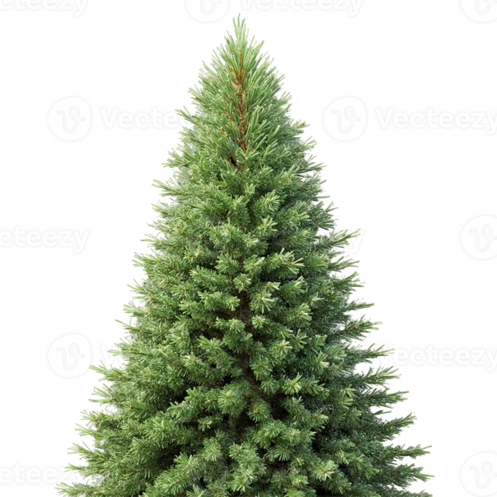 Spruce Tree conical evergreen tree with dense dark green needles and rough scaly bark Picea png
