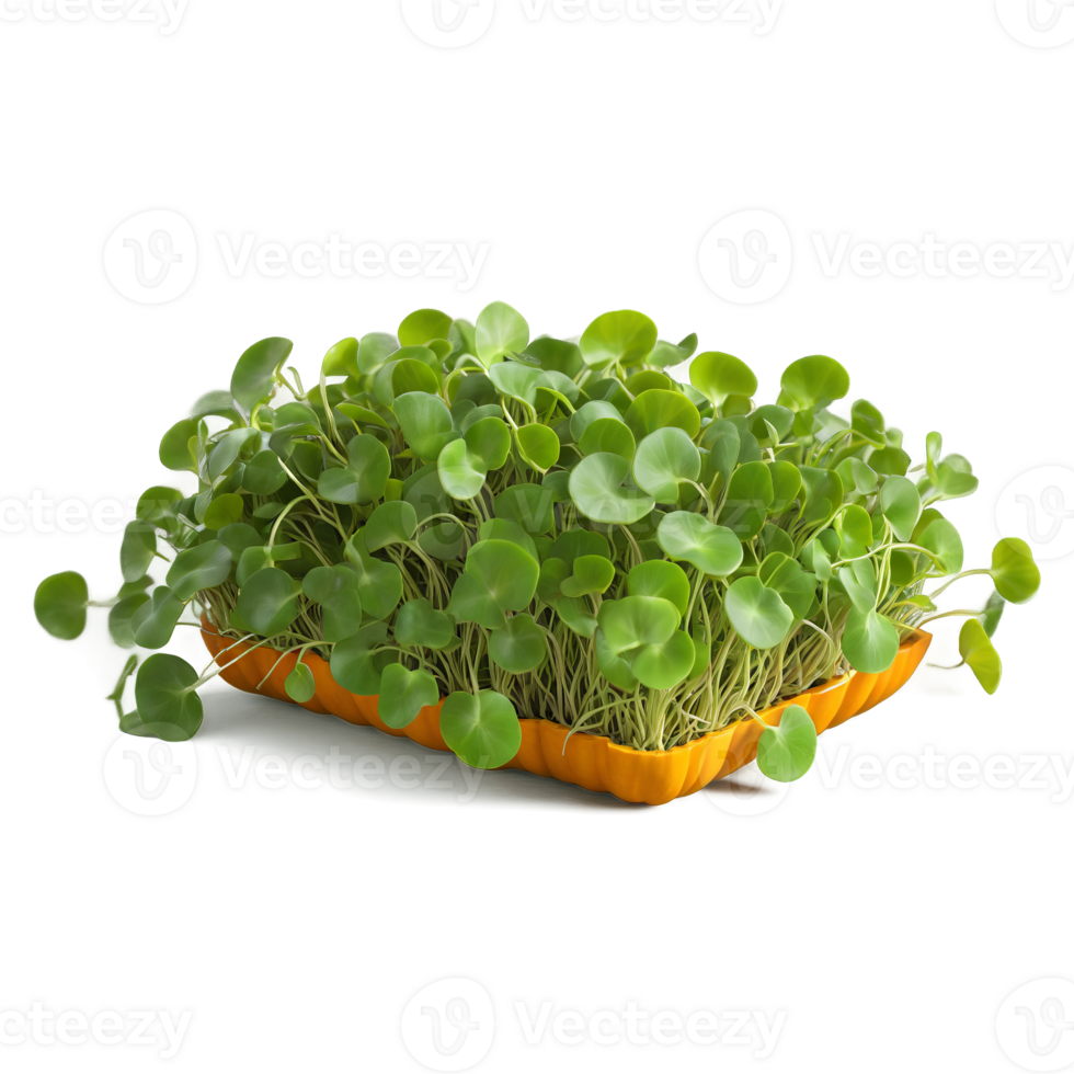 Pumpkin microgreens Cucurbita pepo large green leaves with a hint of yellow neatly bundled Microgreen png