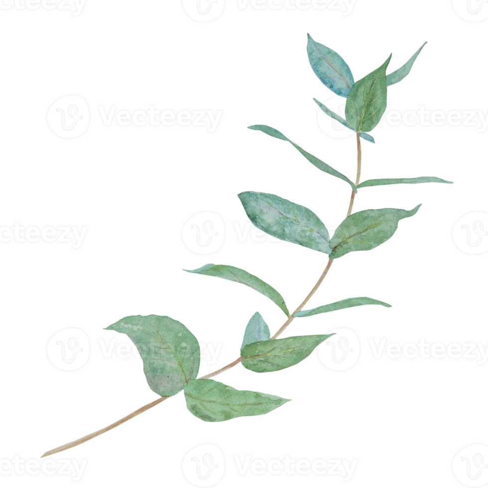 Eucalyptus branch watercolor hand drawn floral illustration. Botanical painting of greenery leaves are isolated. Good as an element in the decorative design of wedding invitations, greetings, textile png