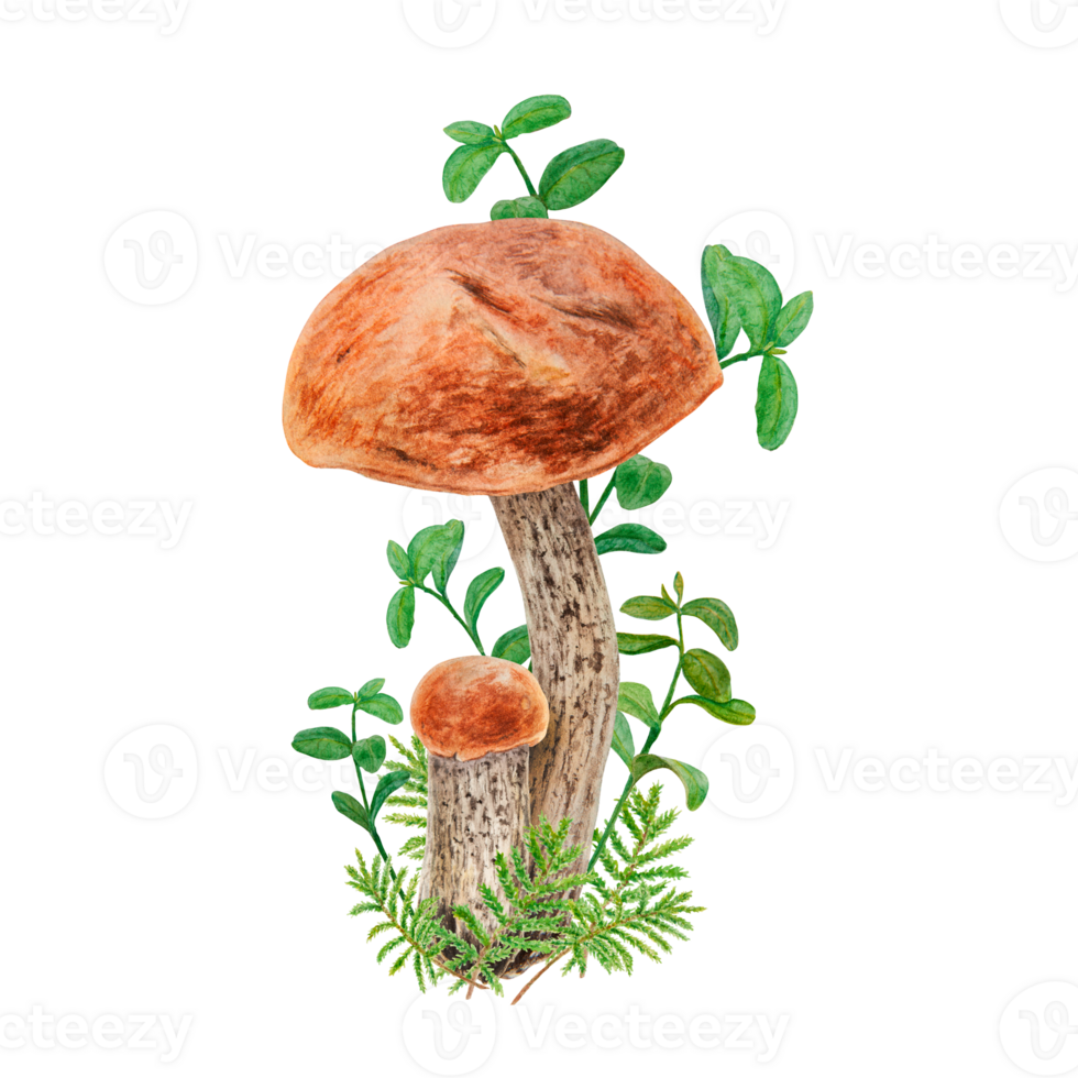 Wild edible mushrooms, moss and cranberry leaves, cowberry branches watercolor hand drawn botanical realistic illustration. Forest boletus with red cap for print, fabric, invitation, menu, print, card png