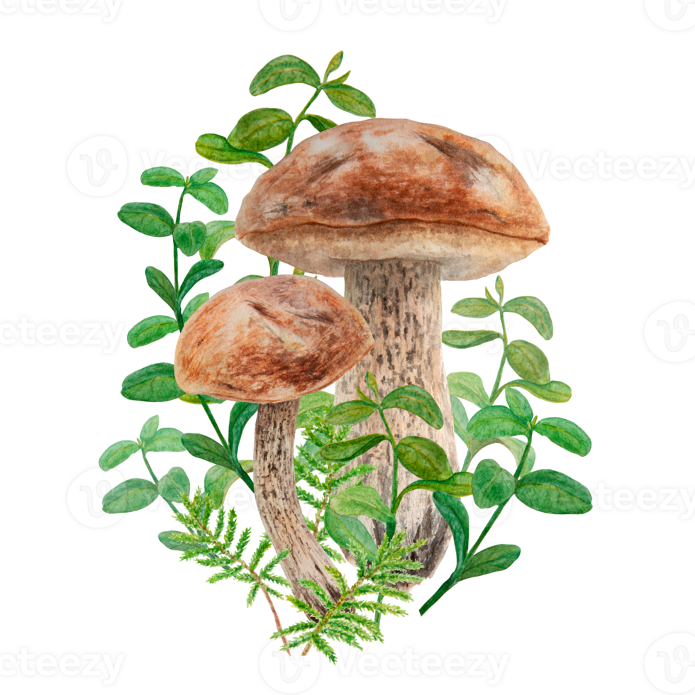 Wild edible mushrooms, moss and cranberry leaves, cowberry branches watercolor hand drawn botanical realistic illustration. Forest boletus. Great for printing on fabric, invitations, menu, print, card png
