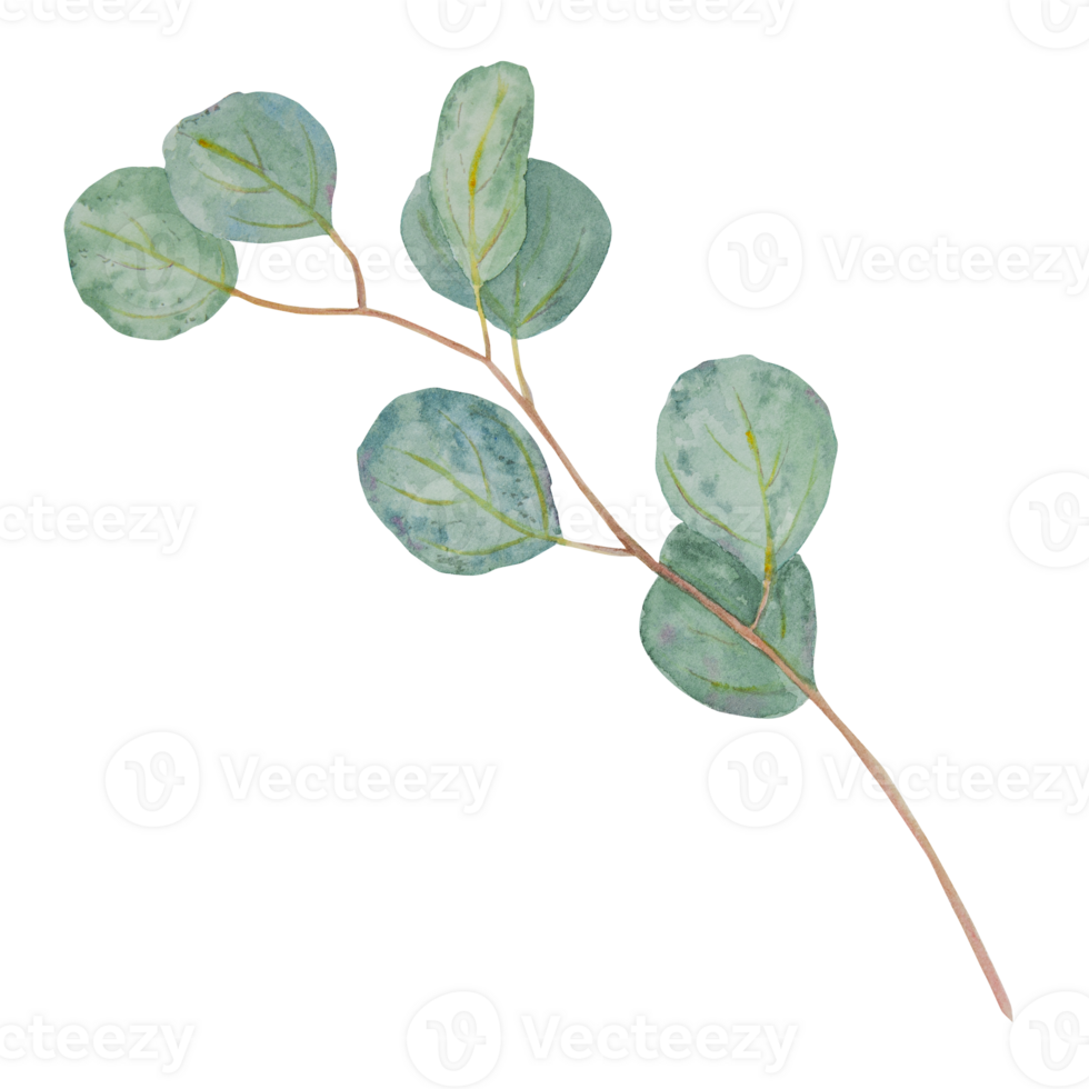 Eucalyptus branch watercolor hand drawn floral illustration. Botanical painting of greenery leaves are isolated. Good as an element in the decorative design of wedding invitations, greetings, textile png