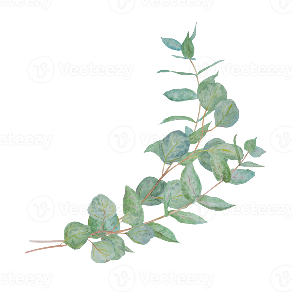 Eucalyptus branch watercolor hand drawn floral illustration. Botanical painting of greenery leaves are isolated. Good as an element in the decorative design of wedding invitations, greetings, textile png