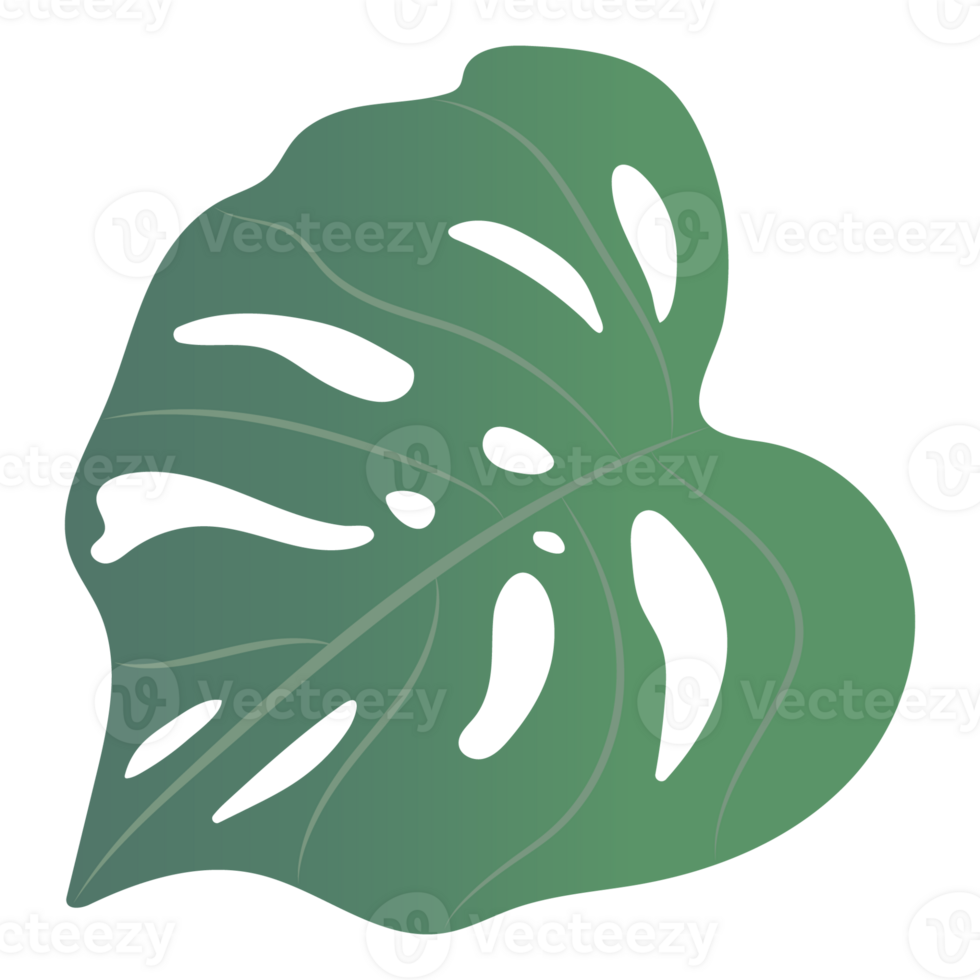 a green monstera leaf drawing on background png