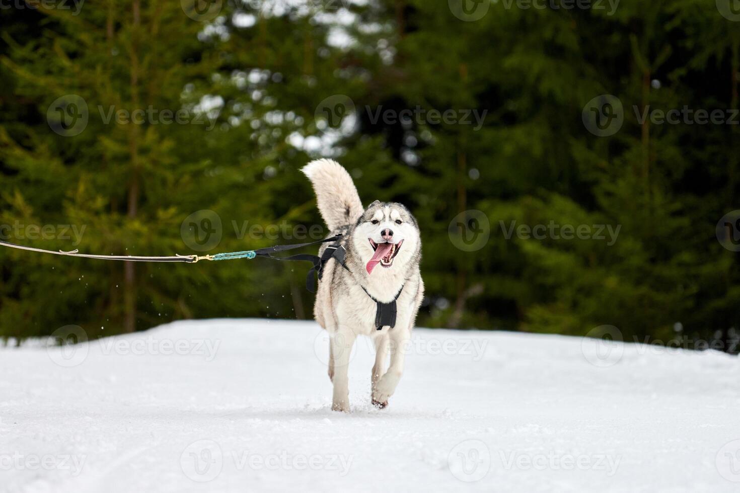 Running Husky dog on sled dog racing photo
