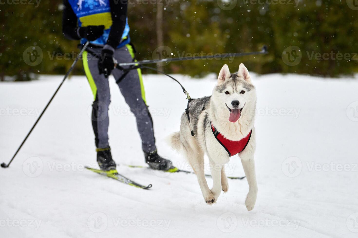 Skijoring dog sport racing photo