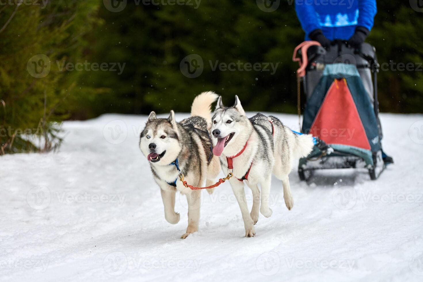 Husky sled dog racing photo
