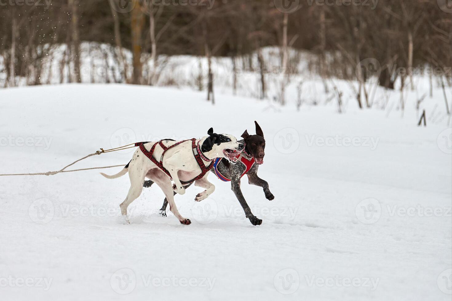 Running Pointer dog on sled dog racing photo